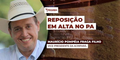 Bezerro já registra ágio de 30% no PA em  movimento que começou na metade de 2025