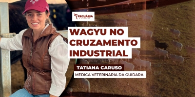 Programa de cruzamento industrial do Wagyu garante padrão e escala de produção