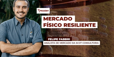 Mercado do boi físico mostra resiliência neste início de semana apesar da pressão nos futuros