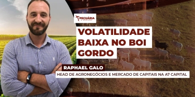 Calmaria nos contratos futuros reduz o custo de puts e calls e cria oportunidade para o pecuarista antecipar proteção de preços