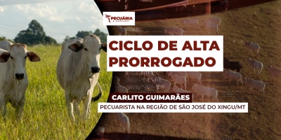Pecuária brasileira deve ter ciclo de alta prorrogado depois do intenso volume de fêmeas abatidas, alerta pecuarista.