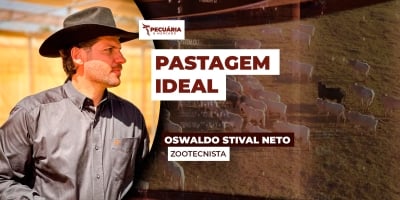 Capim híbrido mais eficiente nas áreas de semiárido do Brasil, com resistência ao clima e alto valor nutricional
