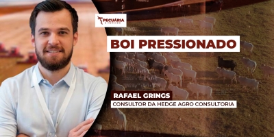 Boi Pressionado