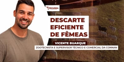 Como preparar a fêmea descartada para entrega ao frigorífico, com planejamento e rentabilidade