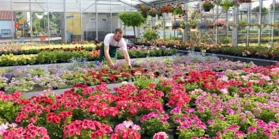 Floricultura cresce e movimenta R$ 21 bi no Brasil somente em 2024