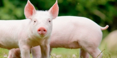 Sanidade e comércio: acordo Reino Unido-UE acende alerta para biossegurança na suinocultura na europa