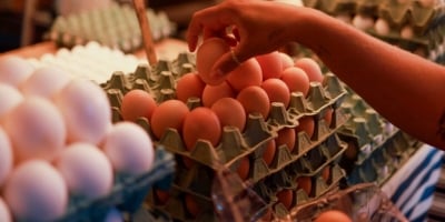 Preço dos ovos sobe até 37% em fevereiro e melhora poder de compra do produtor