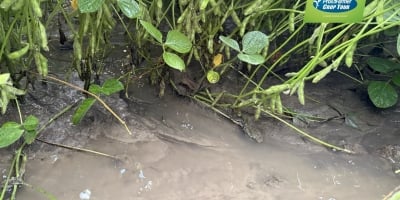 Pro Farmer registra campos inundados de soja e milho no Nebraska e produtividade do cereal menor