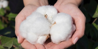 Algodão fecha em alta nesta 3ª feira na Bolsa de NY com expectativa de mais compras da Índia