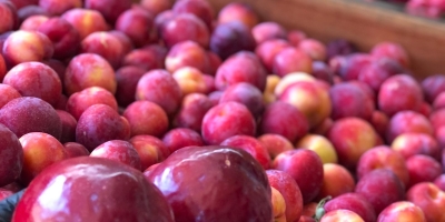Da Serra Gaúcha aos Campos de Minas, ameixa é protagonista nas festas de fim de ano