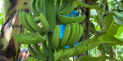Banana sob pivô central atinge 32 t/ha no Oeste baiano e supera médias estadual e nacional