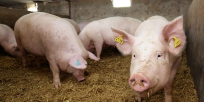 Produtores de suínos pressionam governo por respostas diante de incertezas na Irlanda do Norte