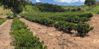 Demanda por café solúvel impulsiona avanço do conilon em Minas Gerais