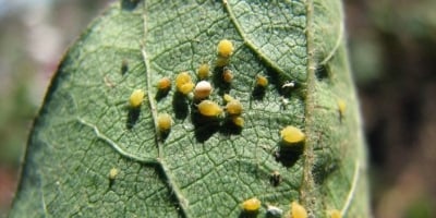 Pulgão-do-algodoeiro ameaça produtividade e exige manejo precoce