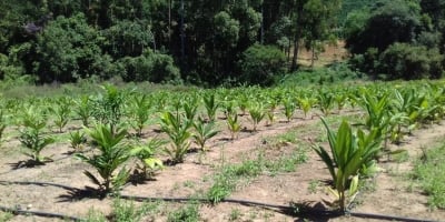 Com o palmito pupunha, SP chega a 9 IGS do agro e totaliza 12 Indicações Geográficas no estado