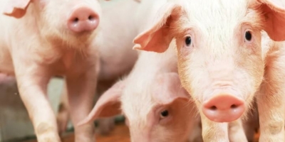 Reunião Global da PIC reúne especialistas para discutir avanços técnicos na produção de suínos