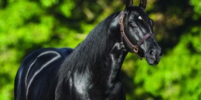 Haras Frange retorna ao premiado Hotel Palácio Tangará para a 5ª edição de um dos maiores leilões da raça Quarto de Milha do Brasil
