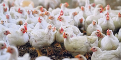 Avicultura na Ucrânia: empresa anuncia €300 milhões para expansão produtiva e projeto de biometano