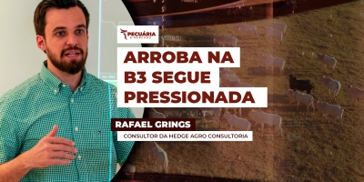 Movimento intenso de queda da arroba na B3 deve continuar nas próximas semanas
