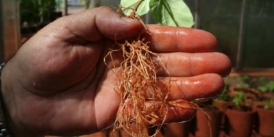 Pesquisador do Instituto Biológico participa da descoberta de novo gênero de nematoide no Brasil