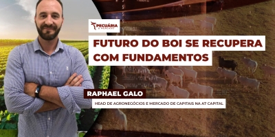 Boi : Mercado na B3 consolida retomada da alta e registra cotações que superam pré-tarifaço