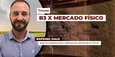 Futuros do boi na B3 se descolam do mercado físico e apontam para quedas fortes na arroba nos próximos meses