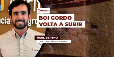 Boi gordo reage e mercado aposta em nova alta no segundo semestre