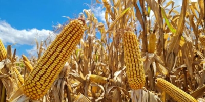 Emater/RS-Ascar anuncia estimativas iniciais da safra de verão no Rio Grande do Sul