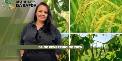Dia do Feijão, foco na retomada do consumo e as preocupações que assolam o setor brasileiro do arroz