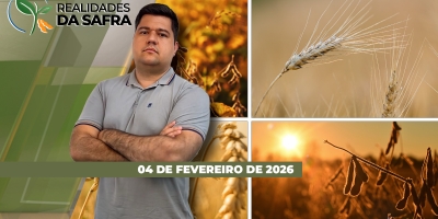 Safra de soja 2025/26 não cobre custos de produção e colheita avança com dificuldades no Mato Grosso diante das chuvas