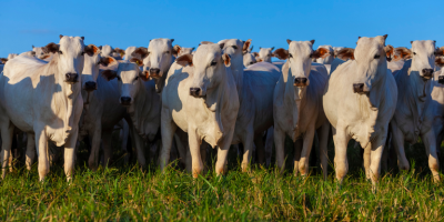 Valor Bruto da Produção Agropecuária é estimado em R$ 1,39 trilhão em julho