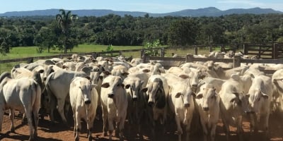 Confinamento/Cepea: Abates programados para início de 2026 devem ter retorno positivo