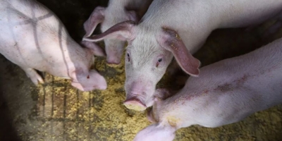 Rebanho suíno no Brasil avança e pode chegar a 53 milhões de cabeças até 2030