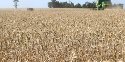 Emater revisa safra de inverno do RS com menor produção de trigo, canola e aveia, mas melhora na cevada