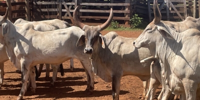 Gado Guzerá ganha programa de melhoramento genético da Secretaria de Agricultura de São Paulo