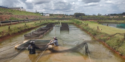 Produção de tilápia em São Paulo cresce 4% em volume em 2025