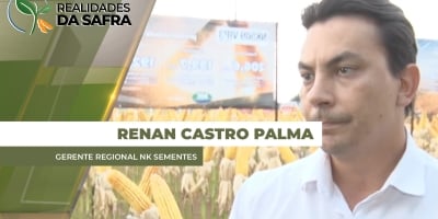 Região de Campo Novo do Parecis/MT adota estratégia de dividir plantio de milho com híbridos diferentes para cada janela de semeadura