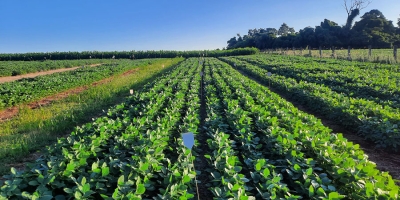Resíduos da suinocultura viram fertilizante e ajudam a sustentar a produtividade da soja