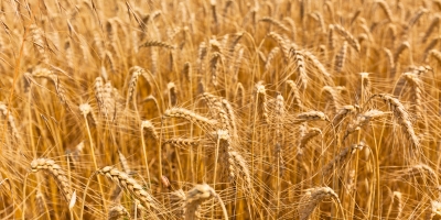 Trigo reage em Chicago e volta a subir, enquanto mercado segue atento à oferta global