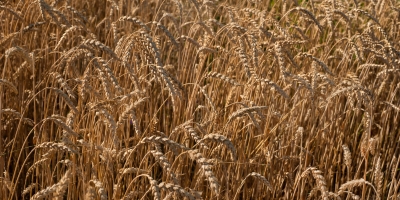 Trigo abre em baixa na Bolsa de Chicago nesta quinta-feira (5) com mercado pressionado por oferta global elevada