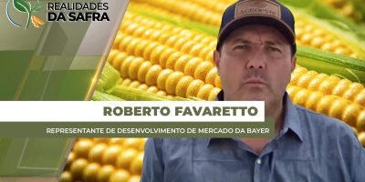 Milho na primeira safra ganha área no Rio Grande do Sul