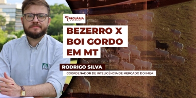 Bezerro sobe mais de 20% em doze meses enquanto boi gordo registra alta de 11% no mesmo período em MT