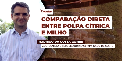 Bezerro já registra ágio de 30% no PA em  movimento que começou na metade de 2025