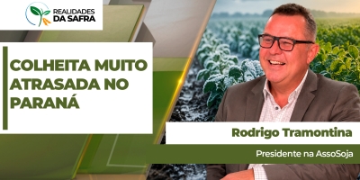 Área de trigo cai até 40% em Santo Ângelo/RS, enquanto lavouras de canola ganham espaço