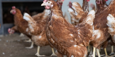 Avicultura: incerteza comercial nos EUA pressiona custos de ração e dificulta planejamento na produção de ovos