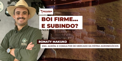 Boi gordo firme mesmo com pressão: mercado sinaliza novas altas pela frente?