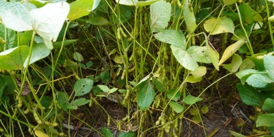 Área plantada com soja no Brasil em 26/27 deve crescer 1,2%, prevê Safras & Mercado