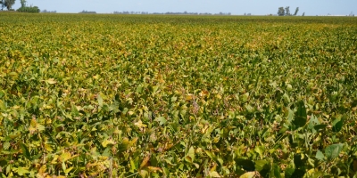 Embarques de soja, algodão e carnes do Brasil avançam na parcial de maio, aponta Secex
