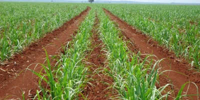 Safra de cana de Minas Gerais avança 7,1% e deve bater novo recorde