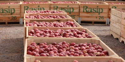 Maçã brasileira inicia nova safra com frutos de alta qualidade e retomada da produção